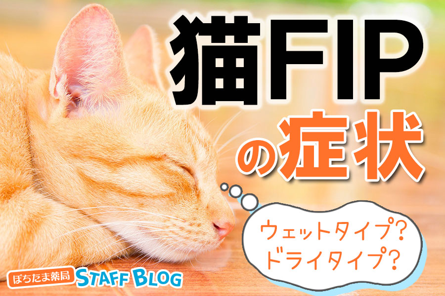 【猫FIP症状一覧】猫伝染性腹膜炎のウェットタイプとドライタイプの症状別解説