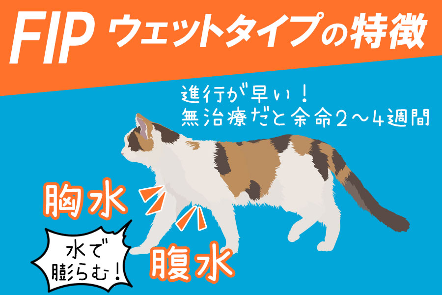 猫FIPウェットタイプの症状