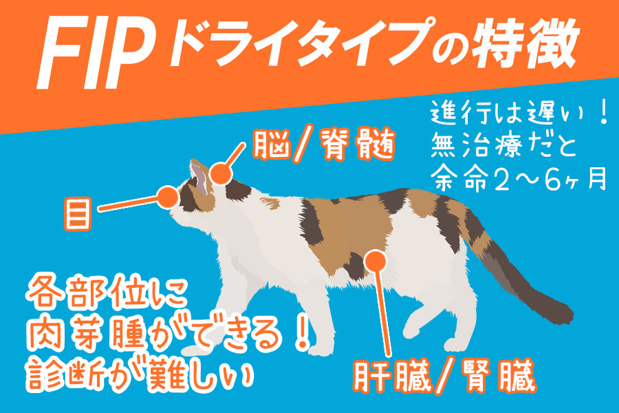 猫FIPドライタイプの症状