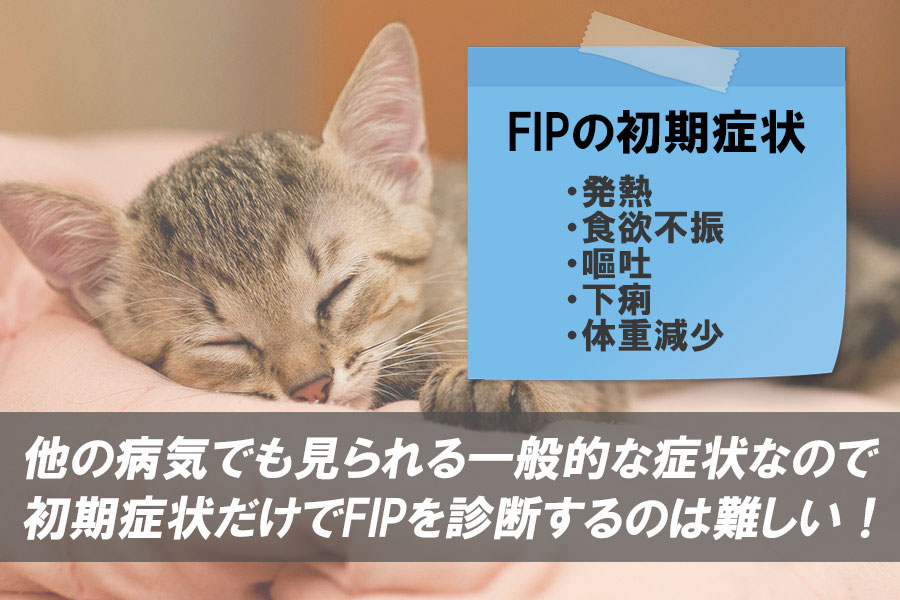 猫FIPの初期症状