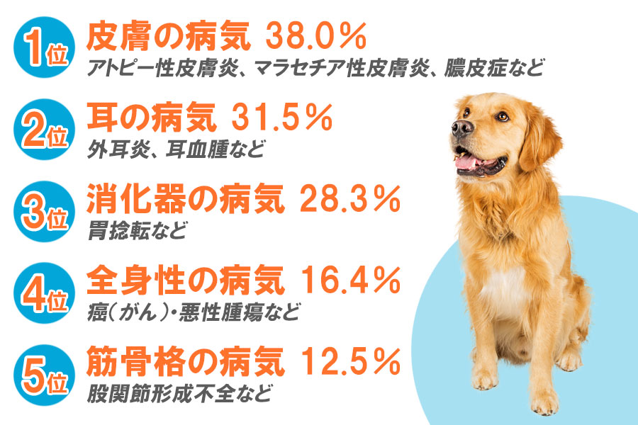 ゴールデンレトリバーがかかりやすい病気ランキング 1位から5位