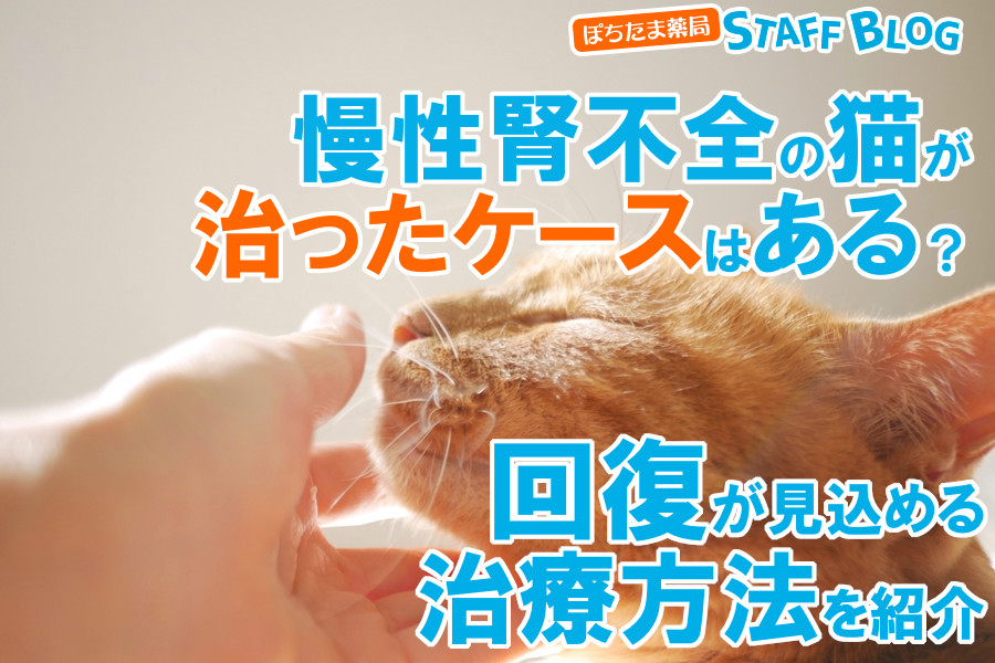 慢性腎不全の猫が治ったケースは？回復が見込める治療法について | ぽちたま薬局スタッフブログ