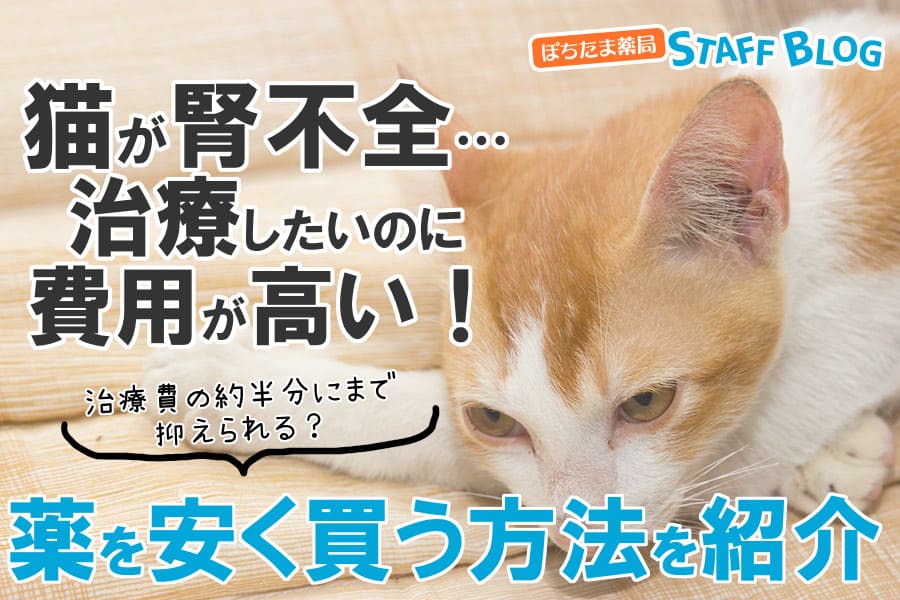 猫が腎不全…治療費が高くてお金がない！薬を安く買う方法を紹介