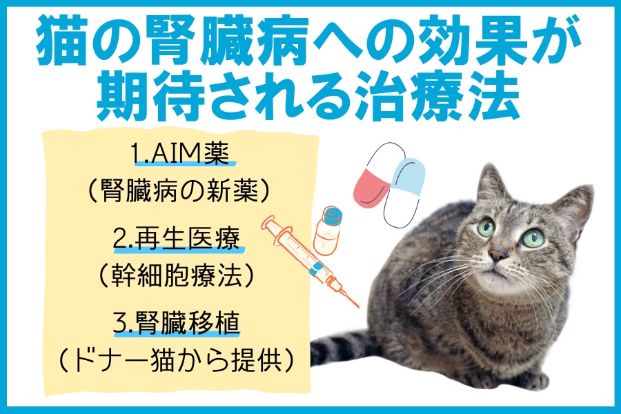 慢性腎不全の猫が治ったケースはある？根治的な治療方法について | ぽちたま薬局スタッフブログ