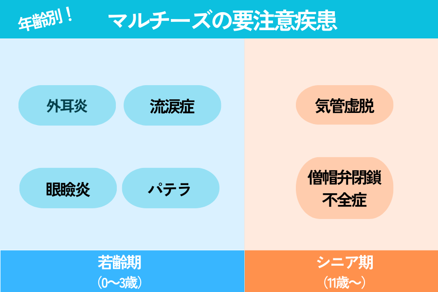 年齢別のマルチーズが注意すべき病気