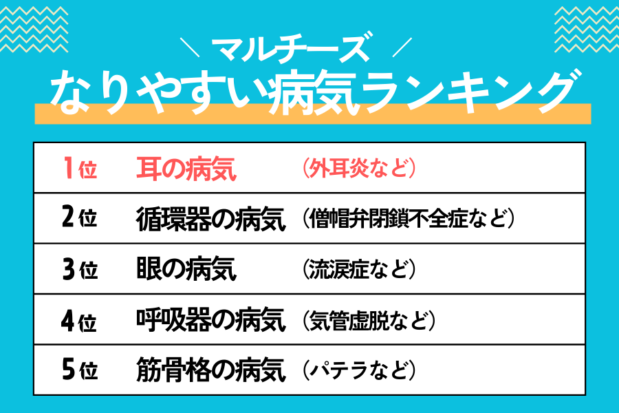 マルチーズがなりやすい病気ランキング