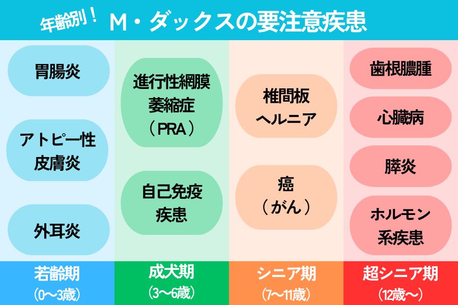 年齢別のミニチュア・ダックスフントが注意すべき病気