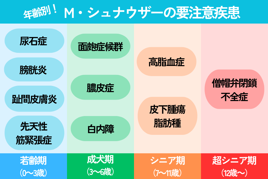 年齢別のシュナウザーが注意すべき病気