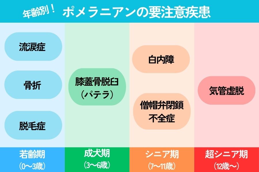 年齢別のポメラニアンが注意すべき病気