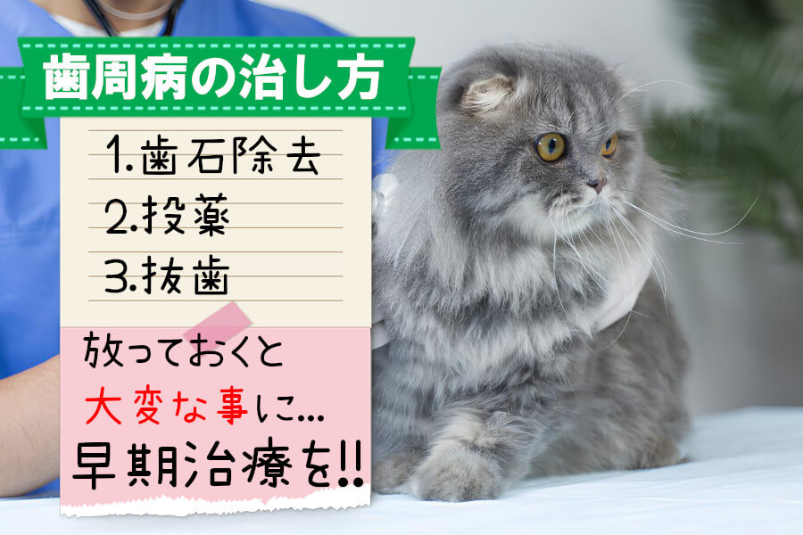 猫の歯周病の治し方