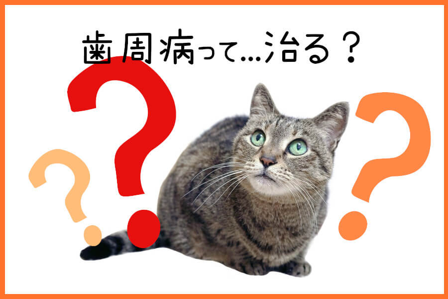 猫の歯周病は完治する？