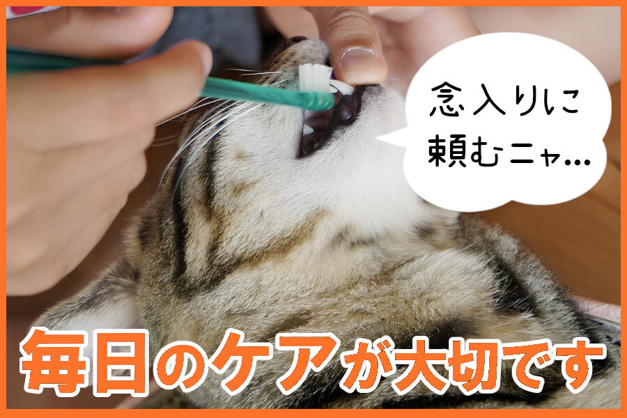 猫の歯周病予防について