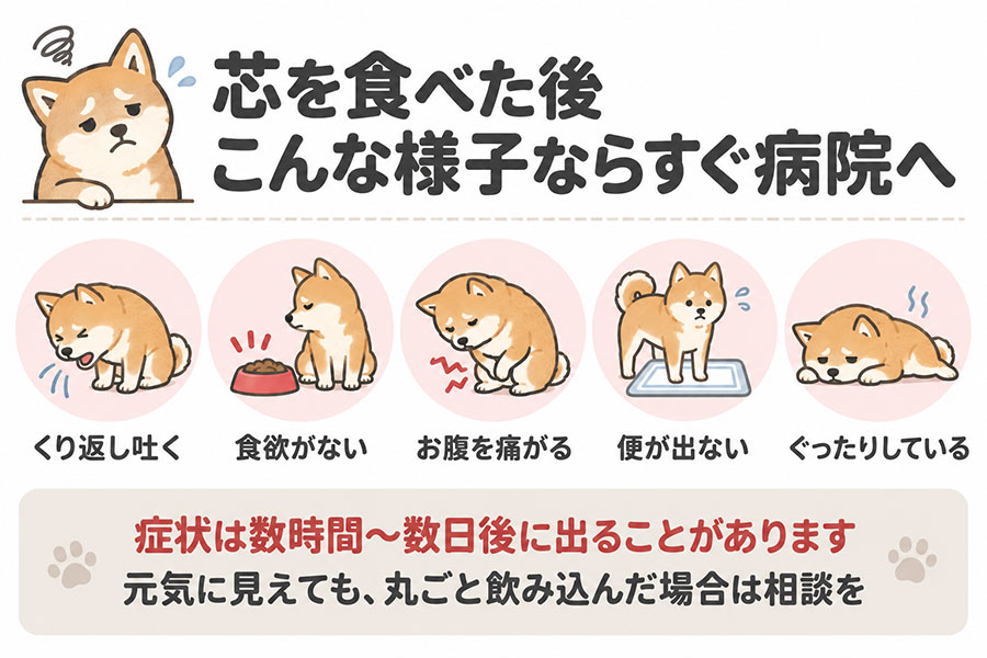 とうもろこしの芯を食べた犬に見られたらすぐに動物病院を受診すべき症状。繰り返す嘔吐、食欲がない、お腹を痛がる、便が出ない、ぐったりしている