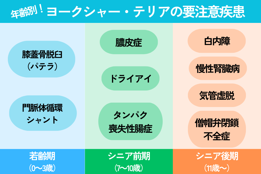 年齢別のヨークシャー・テリアが注意すべき病気