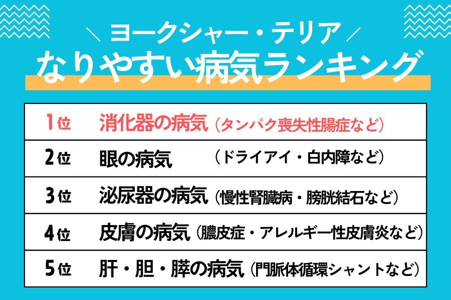 ヨークシャー・テリアがなりやすい病気ランキング