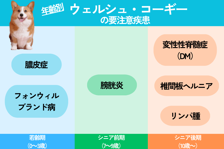 コーギーの年齢別の要注意疾患