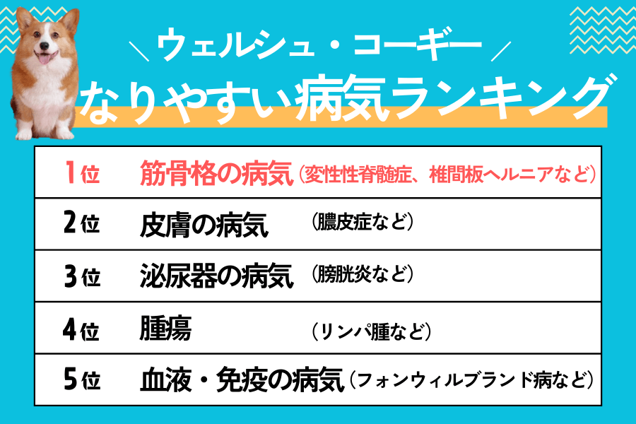 コーギーがなりやすい病気ランキング