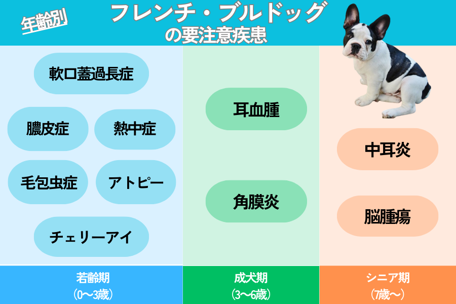 フレンチ・ブルドッグがなりやすい病気とは？平均寿命や突然死のリスクも紹介 | ぽちたま薬局スタッフブログ