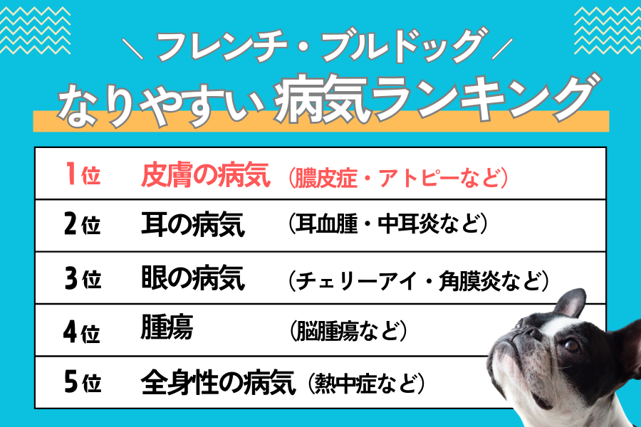 フレンチ・ブルドッグがなりやすい病気とは？平均寿命や突然死のリスクも紹介 | ぽちたま薬局スタッフブログ