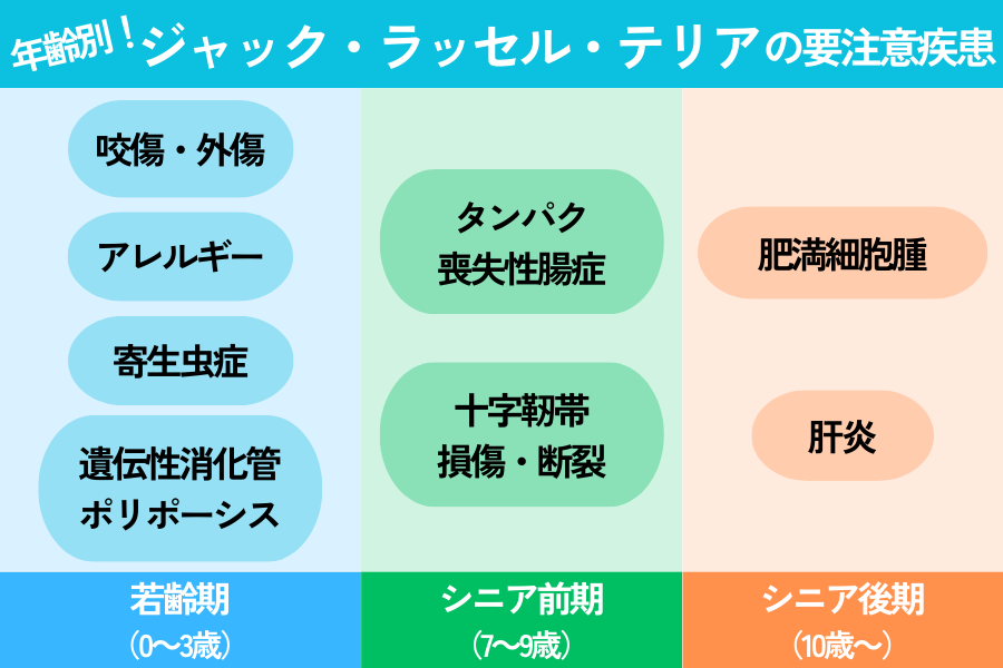 年齢別のジャックラッセルテリアが注意すべき病気