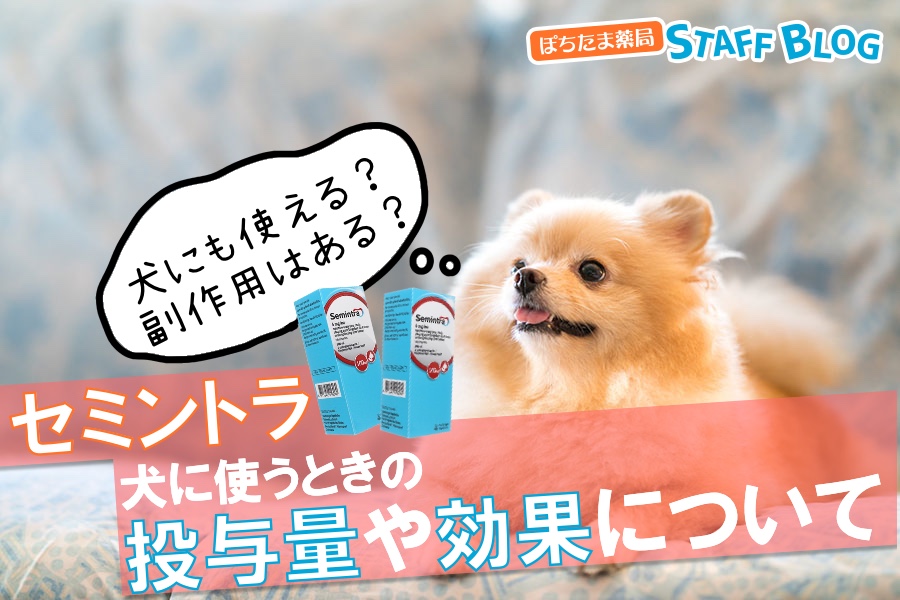 セミントラを犬に使うときの用量は？効果や副作用について解説