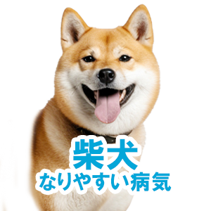 柴犬がなりやすい病気