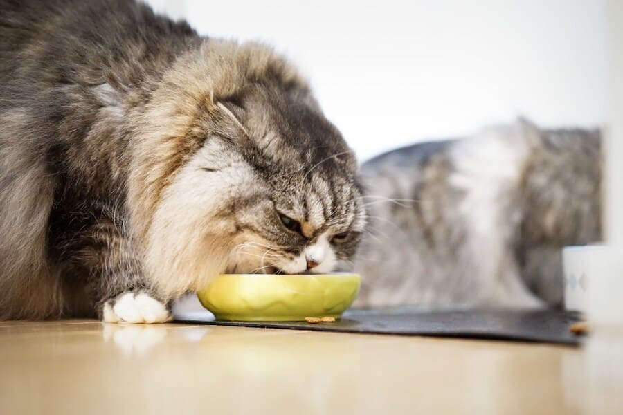 食事の環境を整える