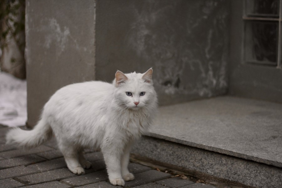 猫カビが自然に治る？放置のリスク