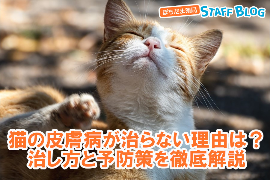 猫の皮膚病が治らない理由は？正しい治し方と予防策を徹底解説