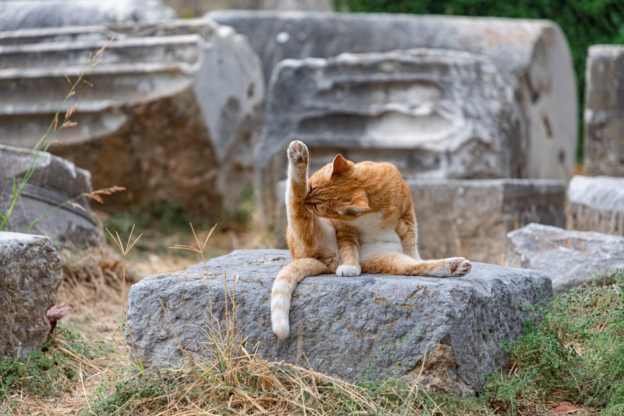 猫の皮膚病の主な症状