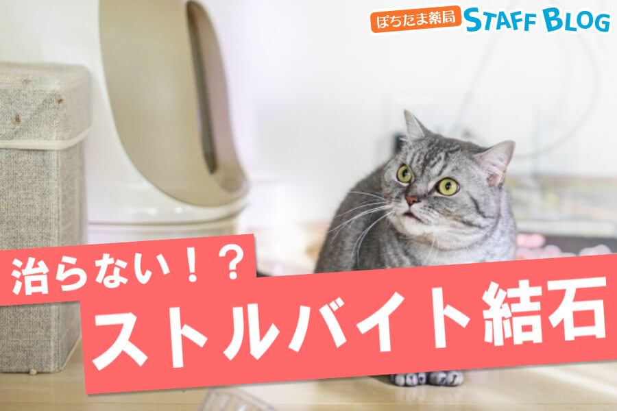 猫のストルバイト結石が治らない！再発予防の方法と治療期間について