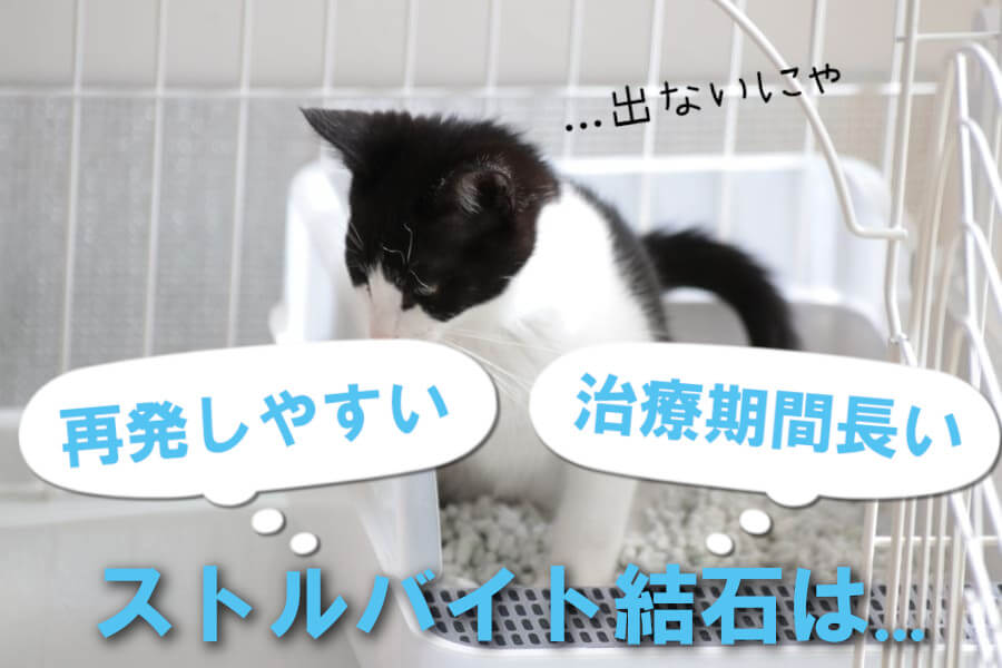 猫のストルバイト結石が中々治らないのはなぜ？