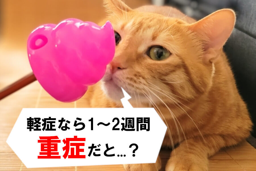 猫のストルバイト結石はどのくらいで治る？