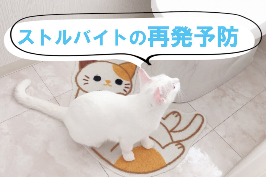 再発予防に飼い主さんができること