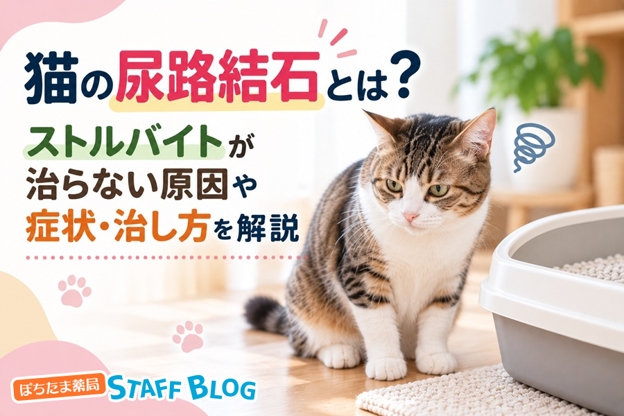 猫の尿路結石とは？ストルバイトが治らない原因や症状・治し方を解説