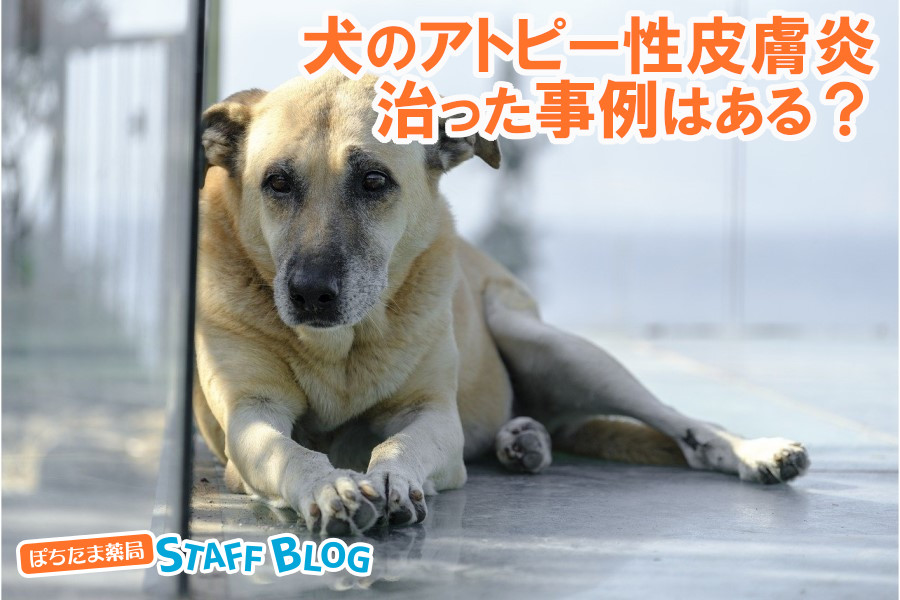 犬のアトピー性皮膚炎が治った事例はある？完治の可能性と治療法