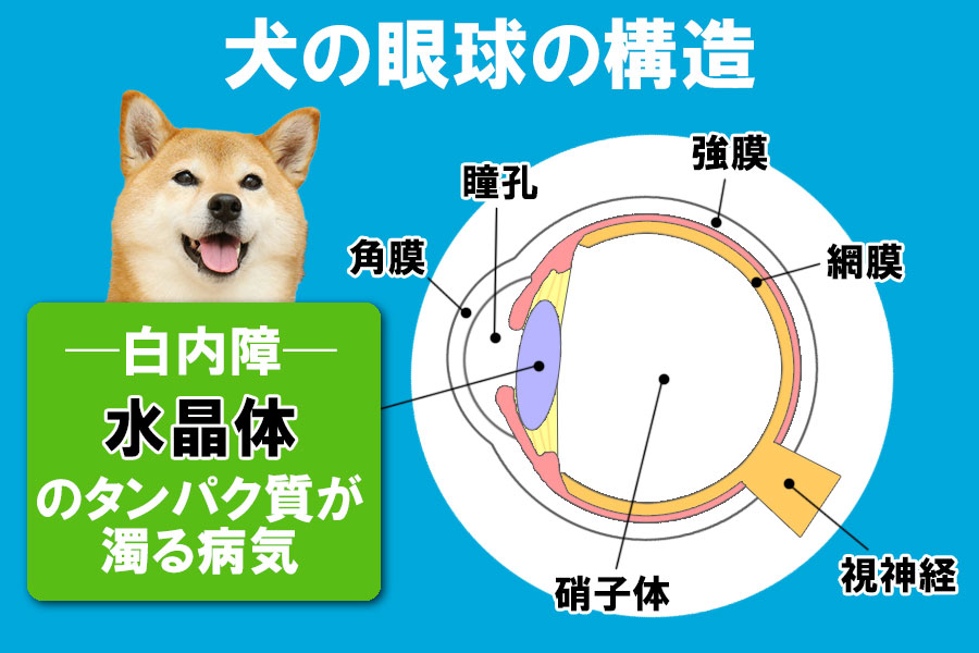 犬の眼球の構造と白内障