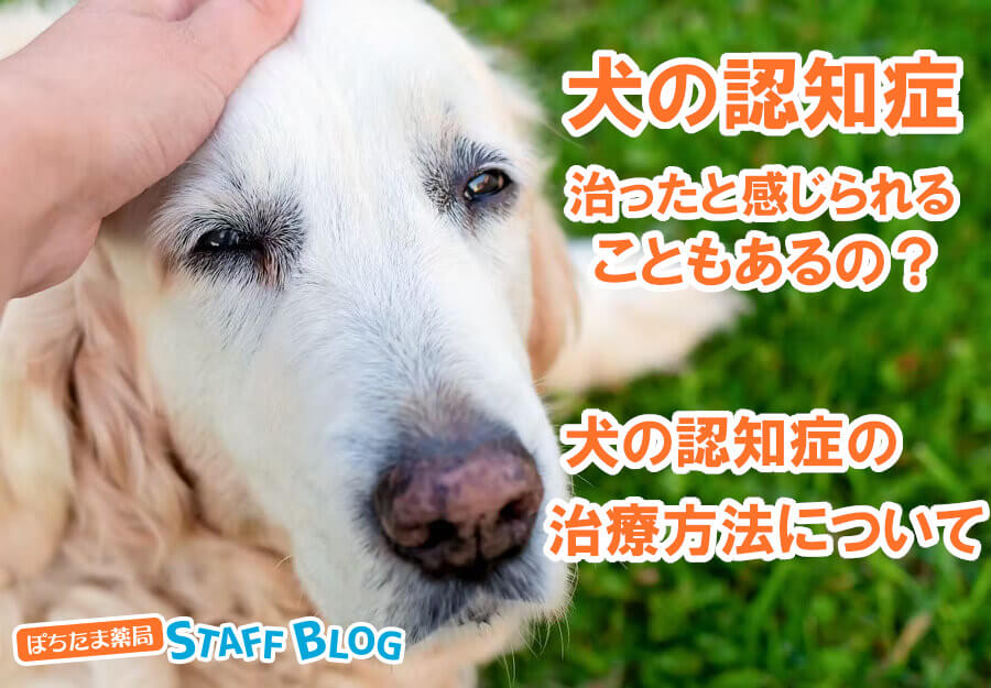 犬の認知症が治ったと感じられることもある？犬の認知症の治療方法について