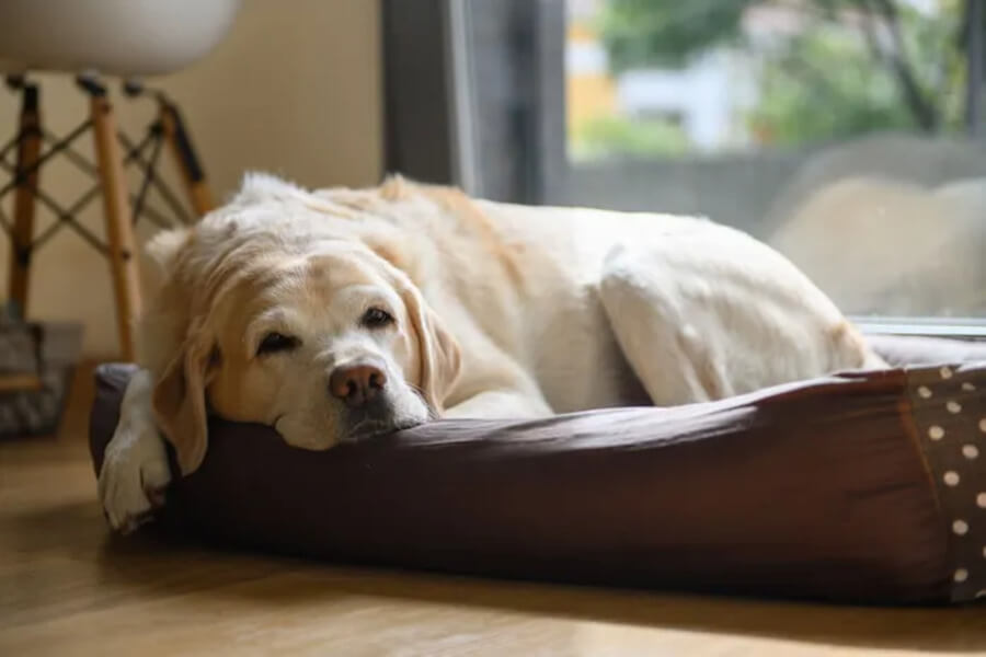 犬の認知症は治らない？