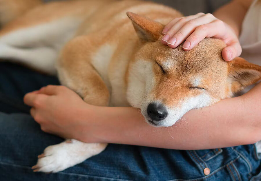 犬の認知症が治ったと感じられる状態になる場合もある