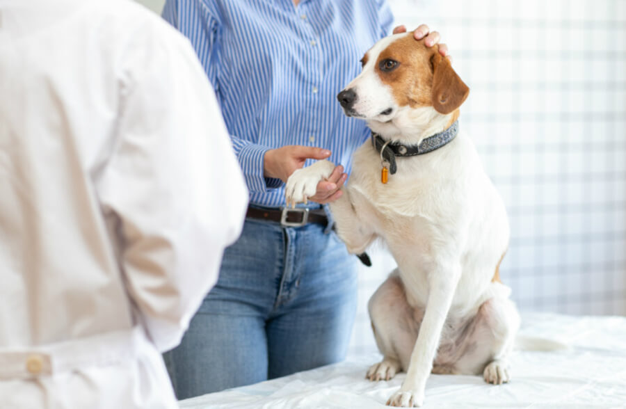 犬の認知症の治療方法