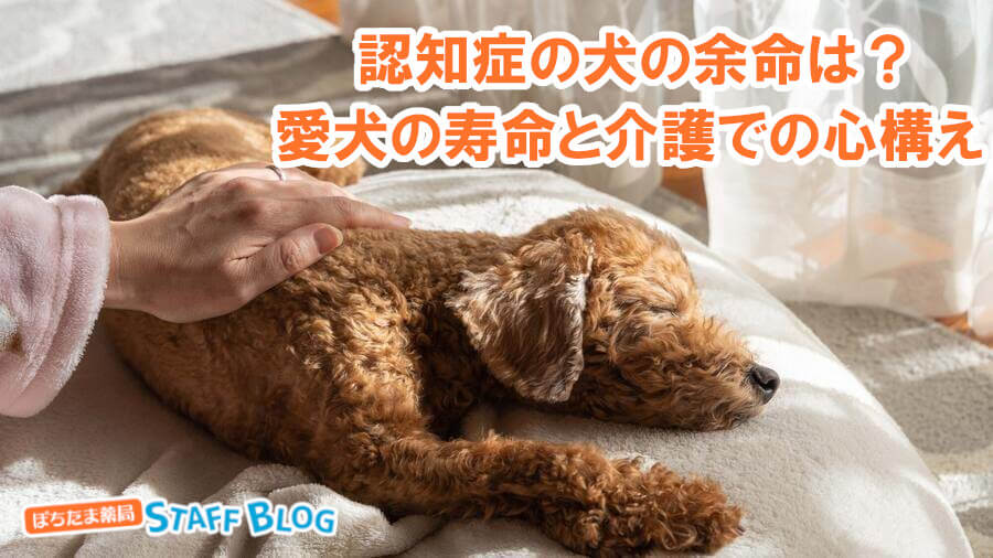 犬が認知症になった時の余命は？愛犬の寿命と介護での心構え