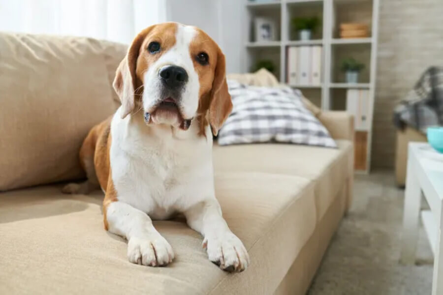 犬の認知症とは