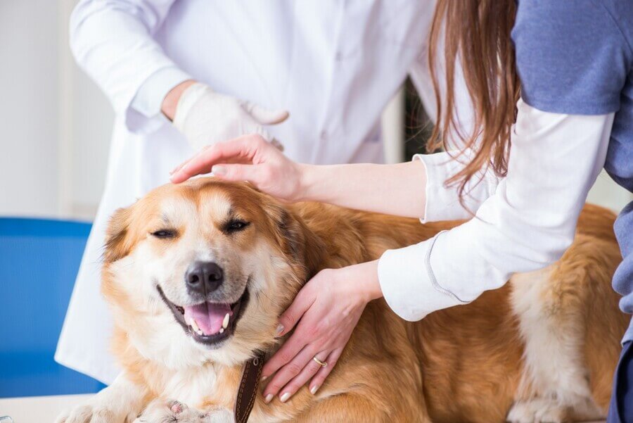 犬が認知症になっても寿命を延ばすことはできる