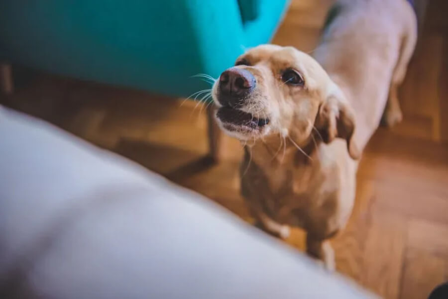 犬の認知症における問題行動