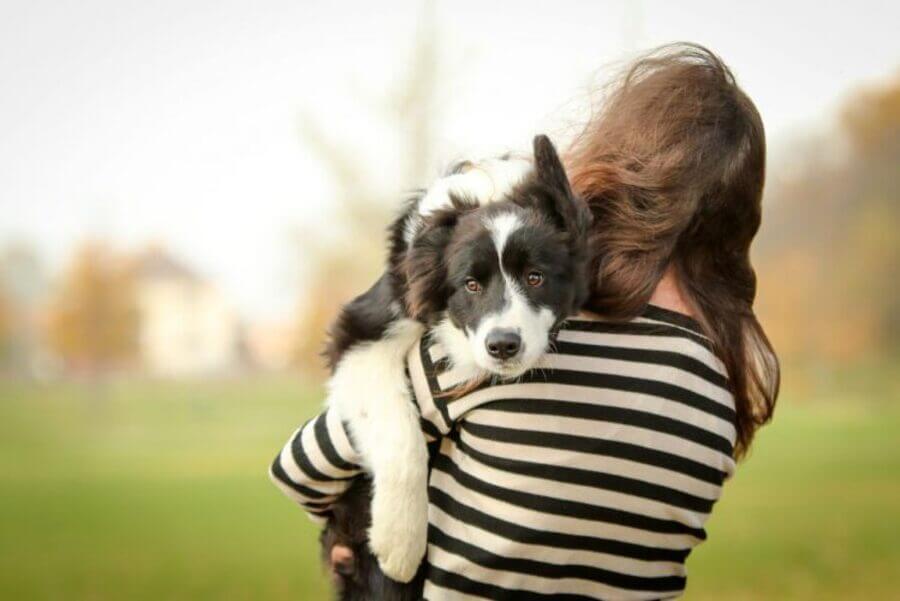 認知症の犬の介護での心構え