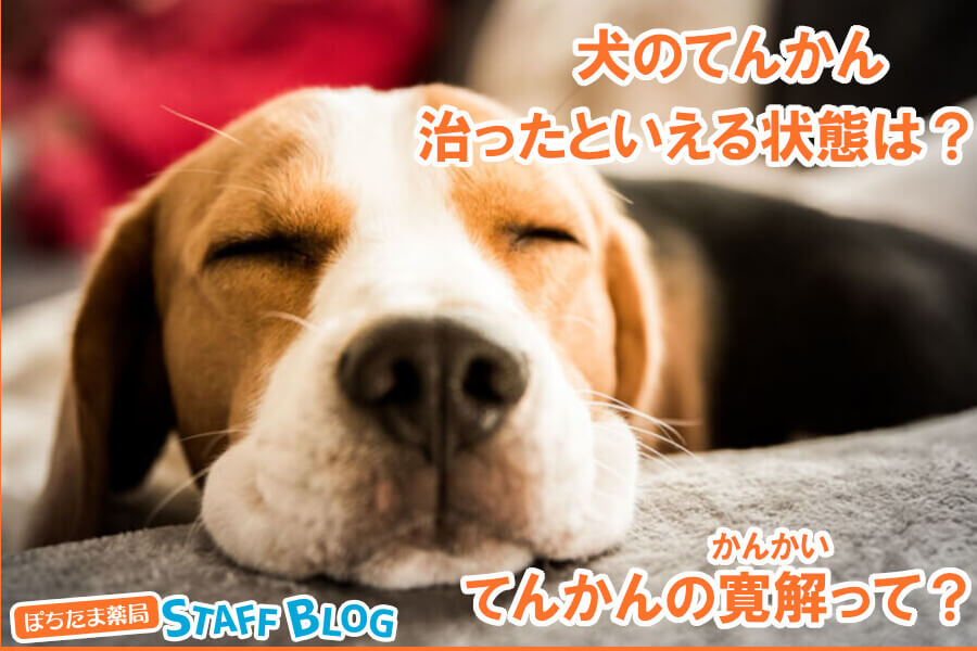 犬のてんかんが治ったといえる状態は？てんかん発作の寛解と治療方法について