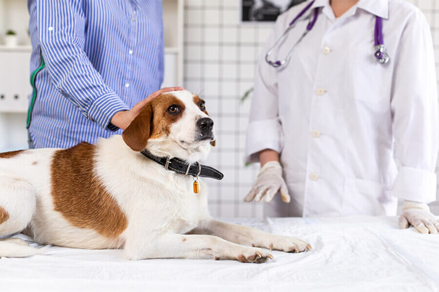 犬のてんかんは治る？