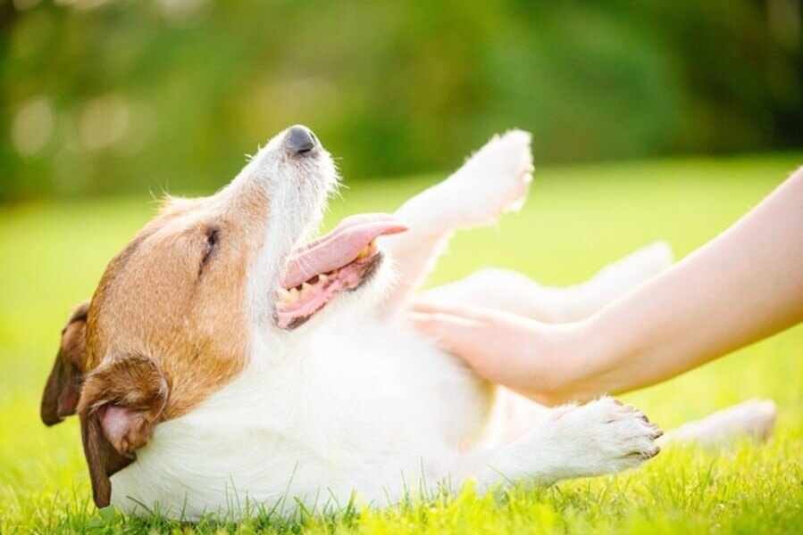 犬のてんかん治療のゴール