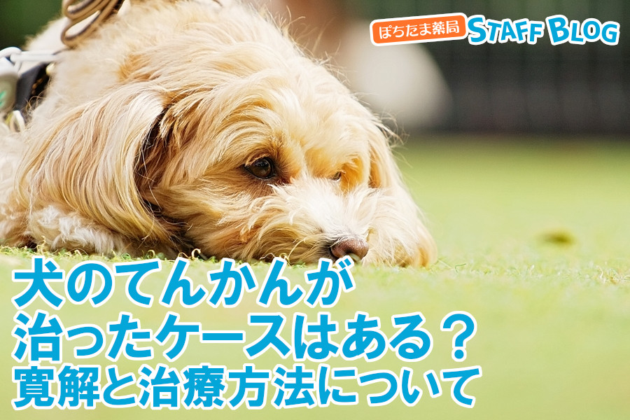 犬のてんかんが治ったケースはある？寛解と治療方法について